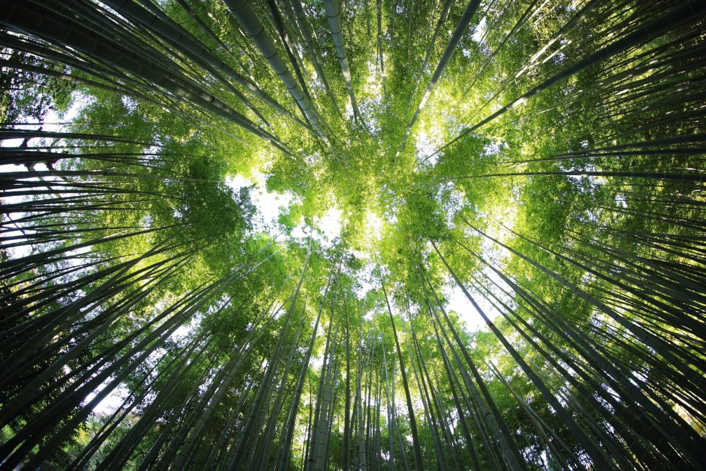 global reforestation