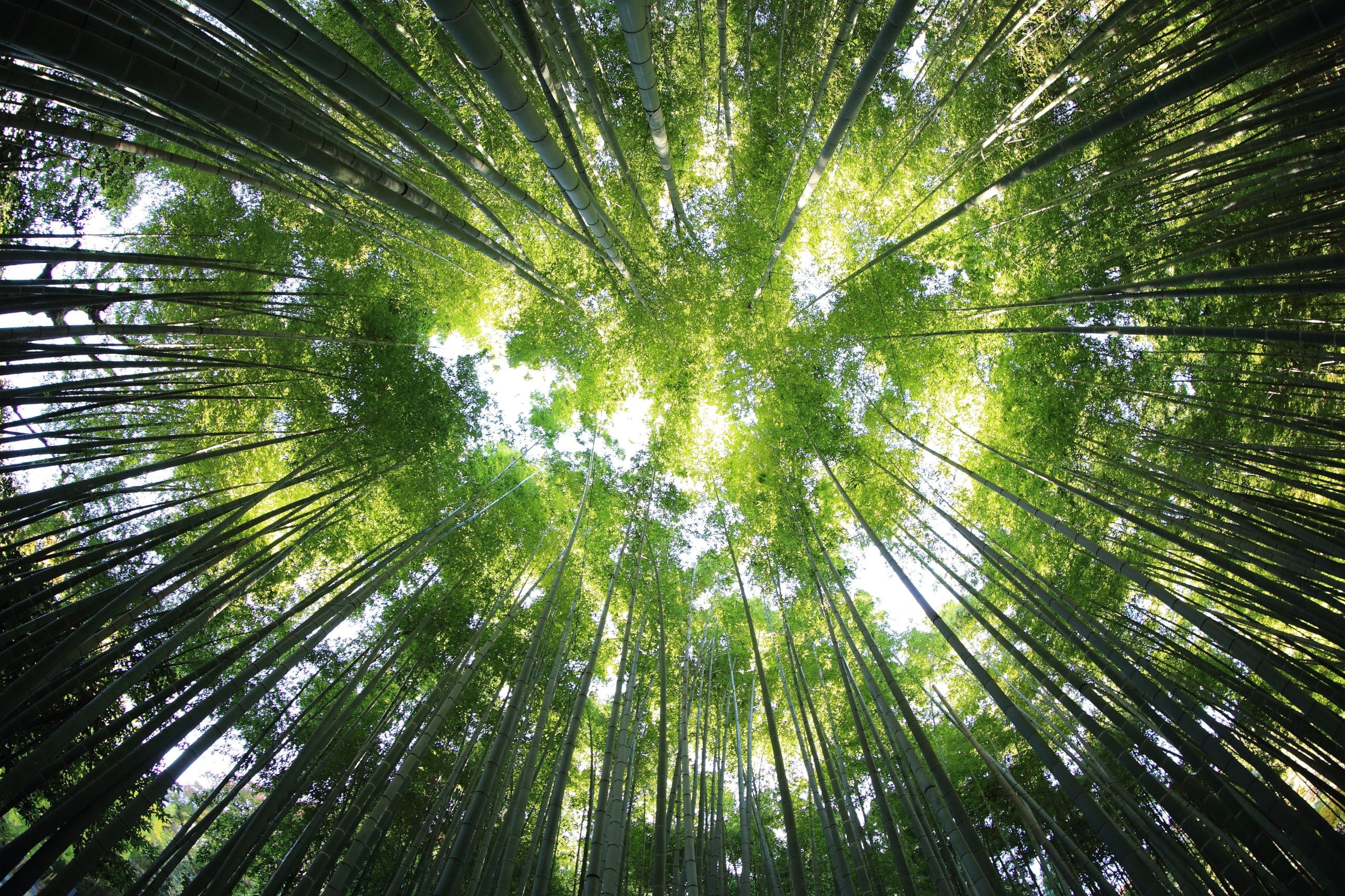 global reforestation